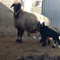 فروش 18میش بره دار