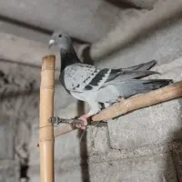 دوعددپرنده مسافتی|پرنده|چالوس, |دیوار