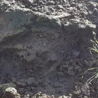 کود خشک گاو|خدمات باغبانی و درختکاری|رودبنه, |دیوار