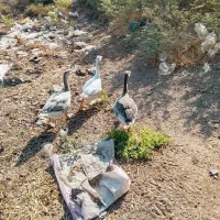 سه عدد غاز