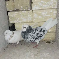 کبوتر «pareshi»