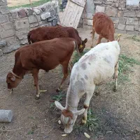 گوساله دو رگه و محلی سالم