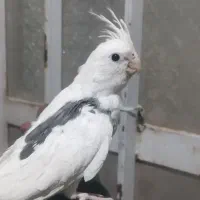دو عدد جوجه عروس هلندی سه ماهه اهلی
