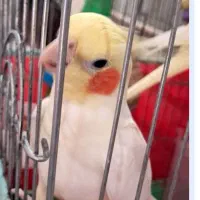 عروس هلندی|پرنده|ابهر, |دیوار