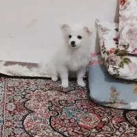 سگ پامر خرسی