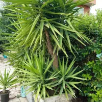 گلهای بیرونی|گل و گیاه طبیعی|نشتارود, |دیوار