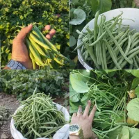 لوبیا سبز تازه چیده شده