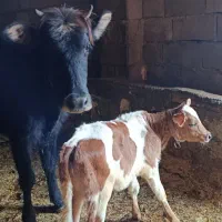 ۲عدد گاو گوساله داشتی شکم اول