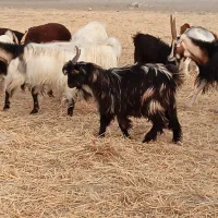 بز داشتی