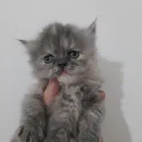 واگذاری گربه