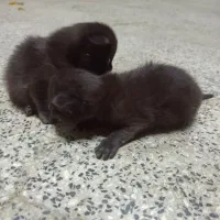گربه ترکیش انگورا