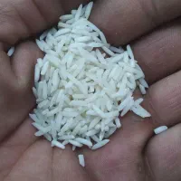 برنج هاشمی کاظمی فجر ممان حصار زنجان