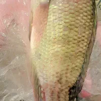 ماهی شانگ تازه