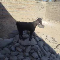 3عدد گوسفند فروشی