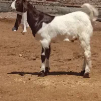 بزغاله نر پاکستانی