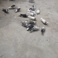 کبوتر