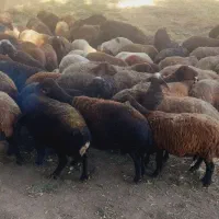 ۸۰ عدد گوسفند افشار یکدس جوان آبستن سنگین مایه زده|حیوانات مزرعه|سلماس, |دیوار
