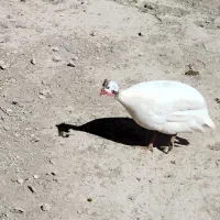 مرغ شاخدار