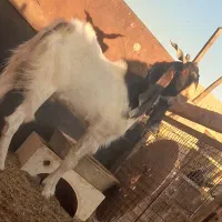 آراس نر بز پاکستانی اصل با ۳راس بزغاله نر پاکستانی|حیوانات مزرعه|گرمسار, |دیوار