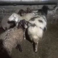 کاور فروشی|حیوانات مزرعه|کلاترزان, |دیوار