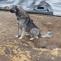 سگ نر|سگ|خوی, |دیوار