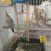 عروس هلندی نر و ماده