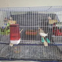 فنچ|پرنده|مشهد, رضاییه|دیوار