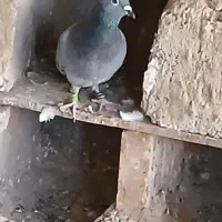 کبوتر سبز|پرنده|شبانکاره, |دیوار