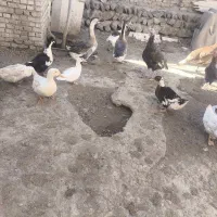 حیوانات اهلی اردک و بوقلمون و غاز