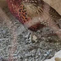 مرغ و خروس آمریکایی