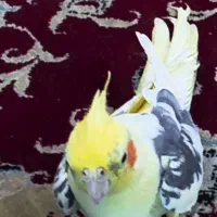 گم شده عروس هلندی