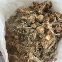 بذر زعفران فاروج درجه یک