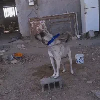 پژدر 2 ساله|سگ|سبزوار, هویزه|دیوار