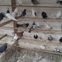 کبوتر یا کفتر|پرنده|بابل, |دیوار