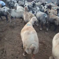 فروش گوسفند|حیوانات مزرعه|مرودشت, رودبال|دیوار