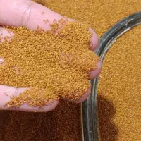 خاکشیر بوجاری شده تمیز بدون خاک و سبزک تمیز