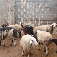 فروش میش وقوچ|حیوانات مزرعه|هرسین, |دیوار