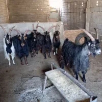 نربز|حیوانات مزرعه|ماهدشت, |دیوار