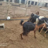 فروش یک کیسه وکهر