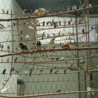 فروش زبرا.بنگالی.نرگسی.برزیلی.عروس هلندی|پرنده|بجنورد, |دیوار