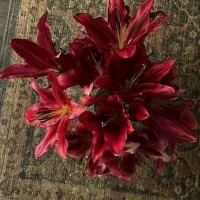 فال آینده ۱۰۰ ه.ت