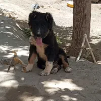 توله سگ سرابی