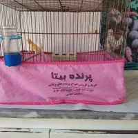 نر وماده جوان امسالی