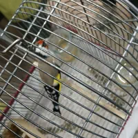 سهره دورگ قناری|پرنده|شیراز, شهرک فرزانگان|دیوار