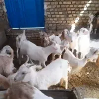 کهره سبک وزن