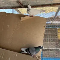 کبوتر تیر ماهی