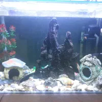 آکواریوم|ماهی|ایلام, |دیوار