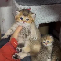 واگذاری گربه|گربه|رودسر, |دیوار