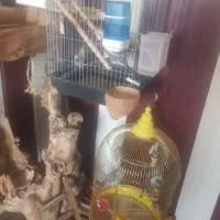 ۷ تا عروس هلندی به همراه قفس و لوازم ۴ تومان|پرنده|مشهد, آبکوه|دیوار