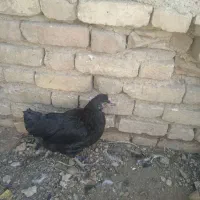 مرغ و خروس|حیوانات مزرعه|شیراز, گویم|دیوار